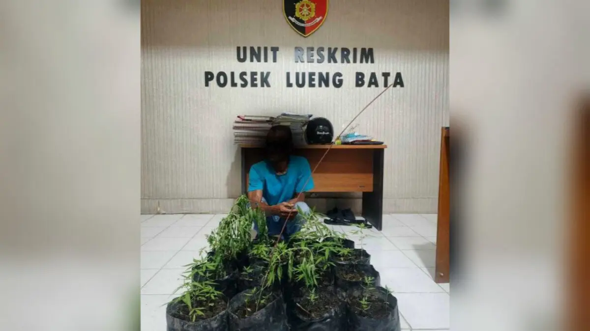 Nekat Tanam Ganja di Rumah Warga, Pria di Banda Aceh Diamankan Polisi